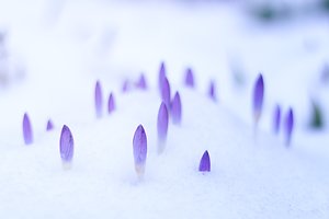 Welcome. Purple Buds